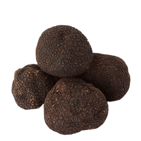 Black Truffle - Tuber melanosporum vittadini - Urbani Truffles